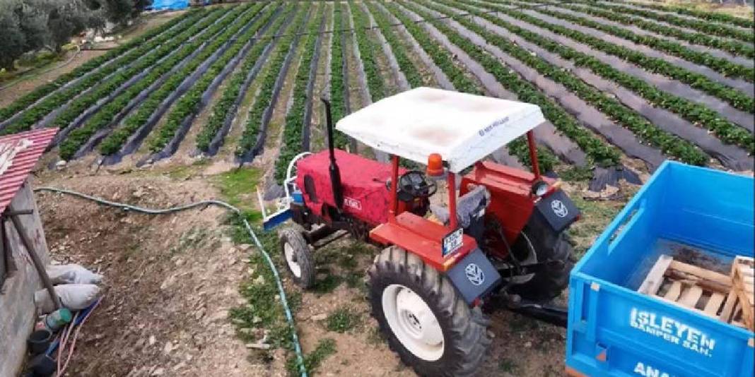 Kışlık çilekte hasat zamanı! Yılda 260 bin tonla önemli gelir kaynağı: Kilosu 130 TL’den satılıyor 1